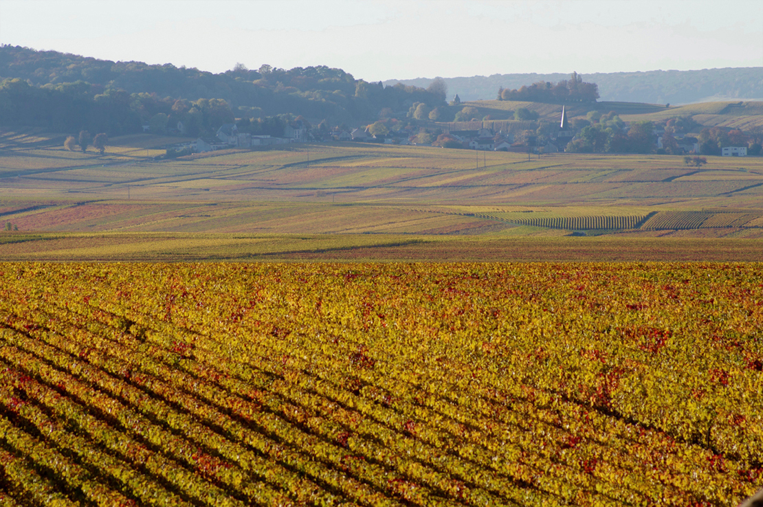 Champagne Ernest Rapeneau - Automne
